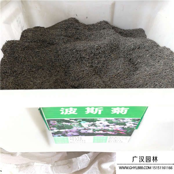 花卉種子 花卉種子