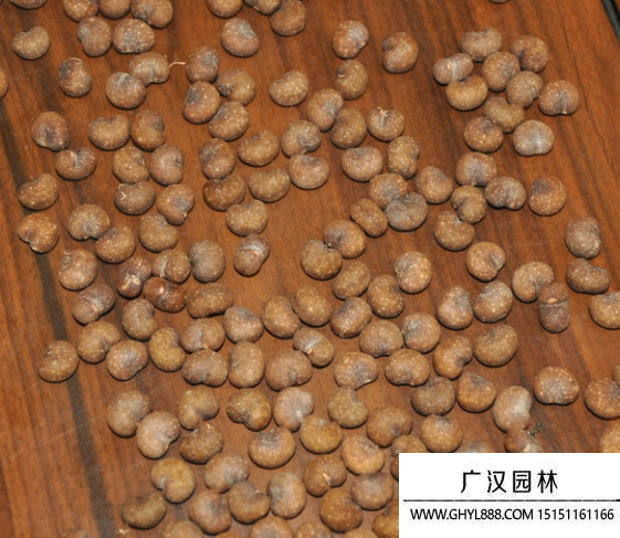 猴面包樹種子 猴面包樹種子