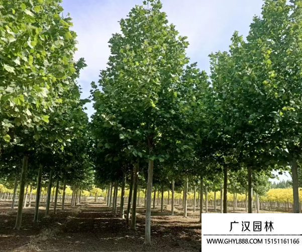 速生法桐 速生法桐