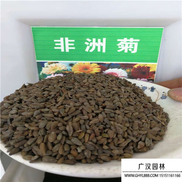 非洲菊種子 非洲菊種子