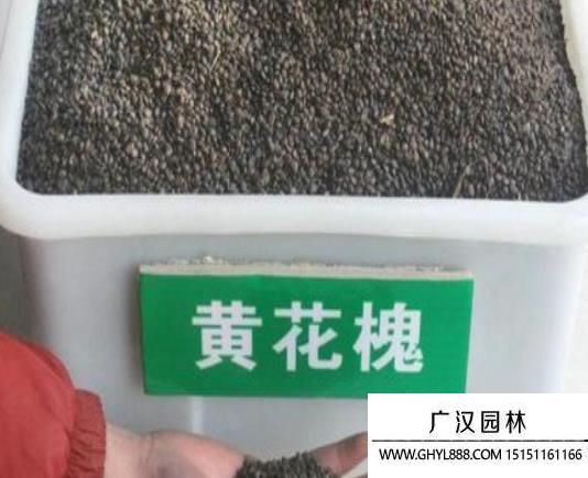 黃花槐種子 黃花槐種子