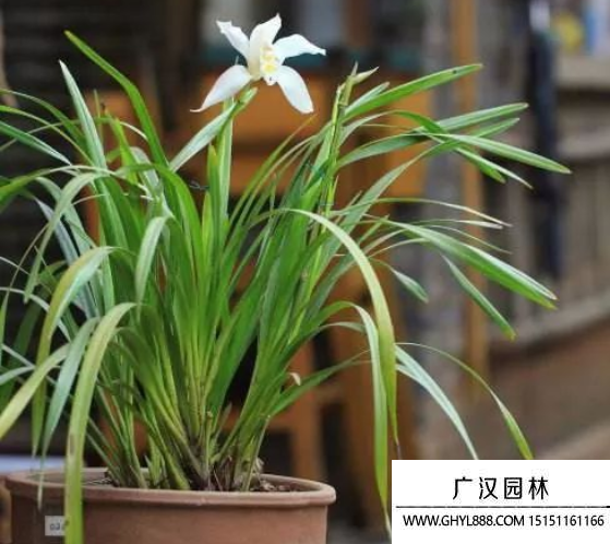 獨(dú)占春種子