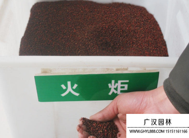 火炬種子 火炬種子