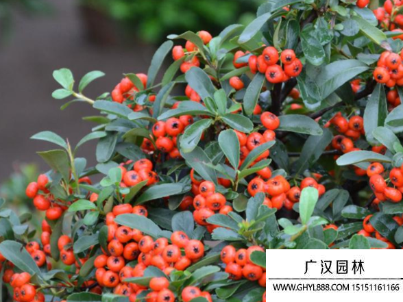 火棘種子 火棘種子
