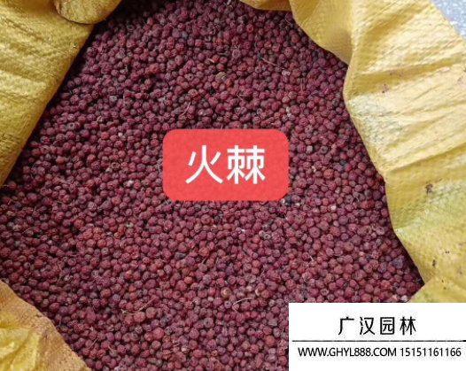 火棘種子 火棘種子