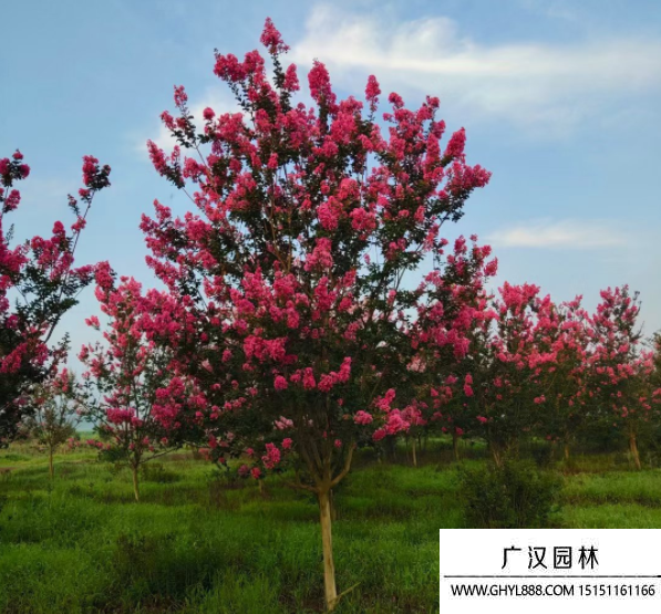 大花紫薇 大花紫薇