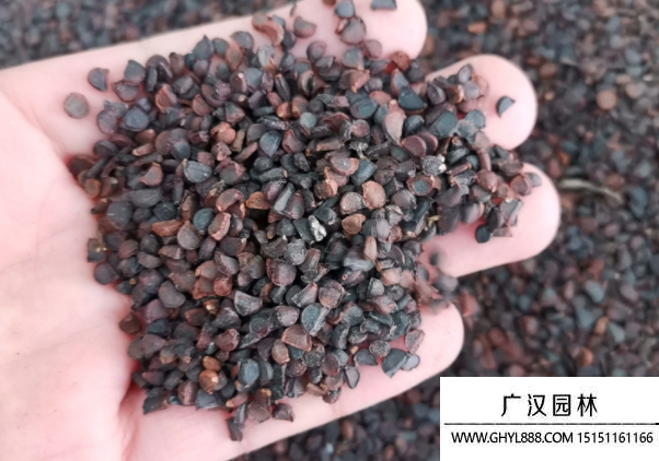 種子花草 種子花草