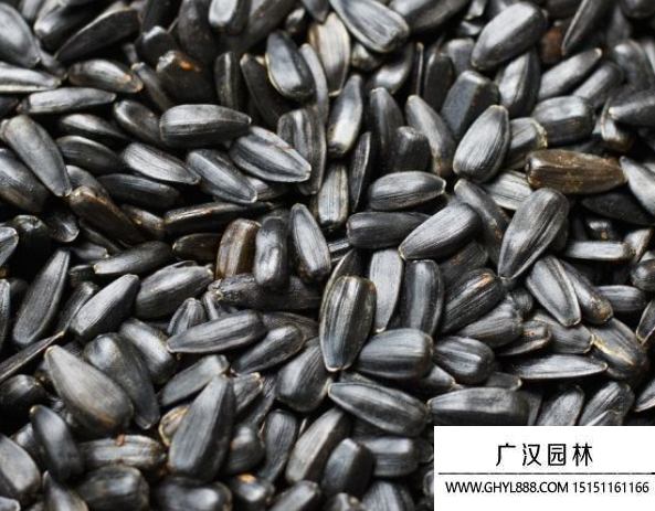 向日葵種子 向日葵種子