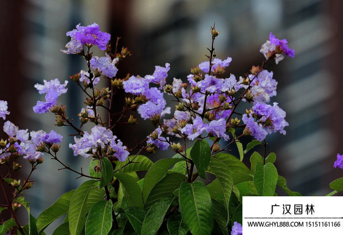 大花紫薇 大花紫薇