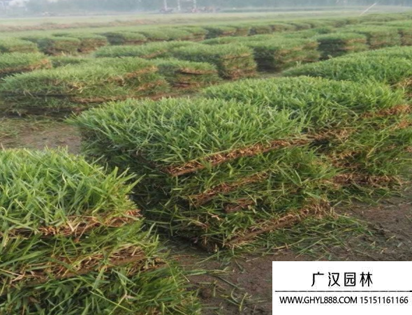 狗牙根草 狗牙根草