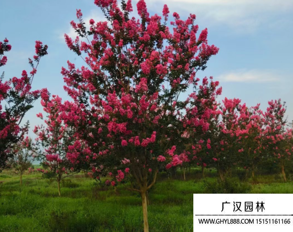 大花紫薇 大花紫薇