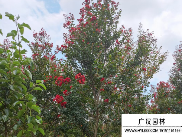 紅火球紫薇 紅火球紫薇