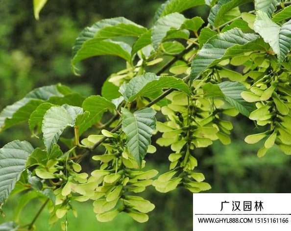 青榨槭種子