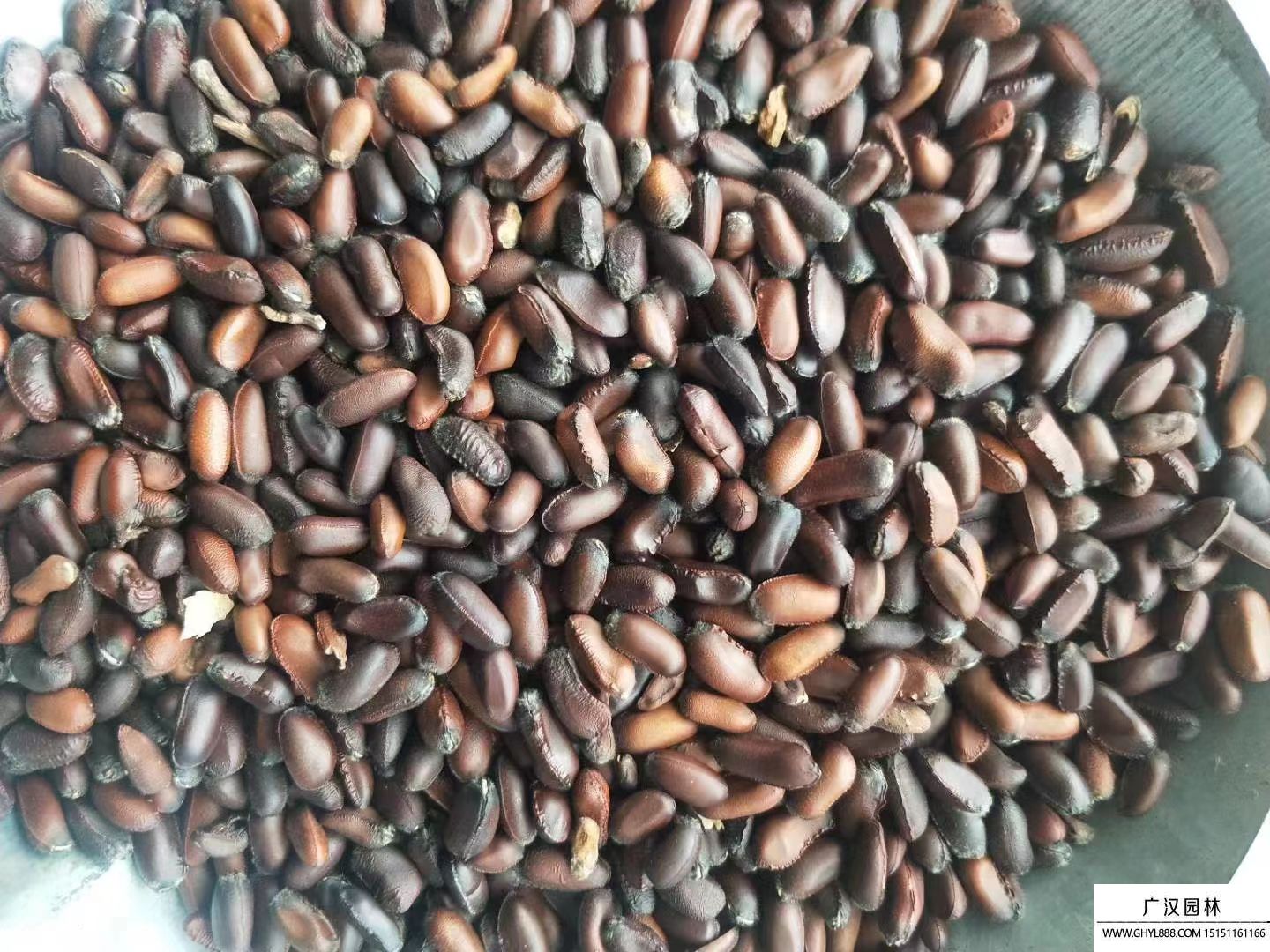 臘梅種子 臘梅種子