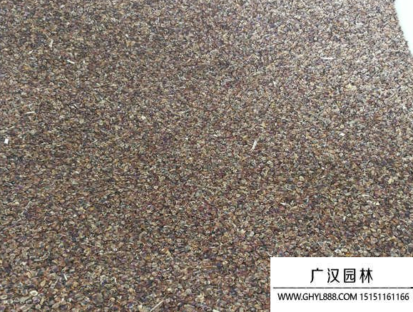 金雞菊種子 金雞菊種子