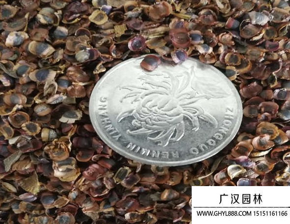 金雞菊種子 金雞菊種子