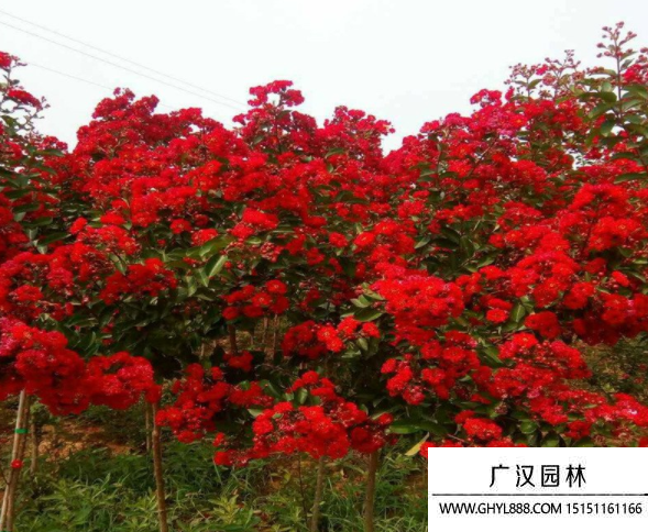 紅火球紫薇 紅火球紫薇