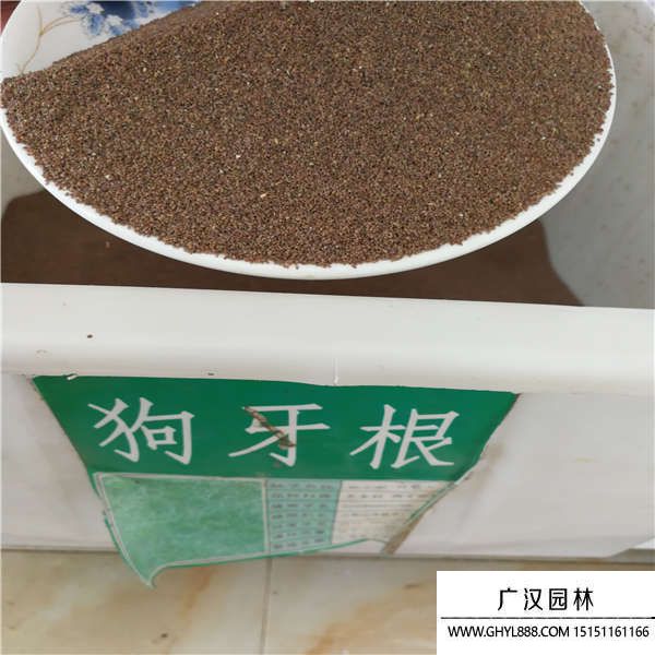 草坪種子 草坪種子