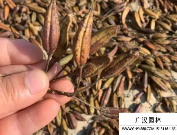 映山紅種子 映山紅種子