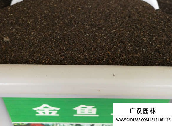 金魚(yú)草種子 金魚(yú)草種子