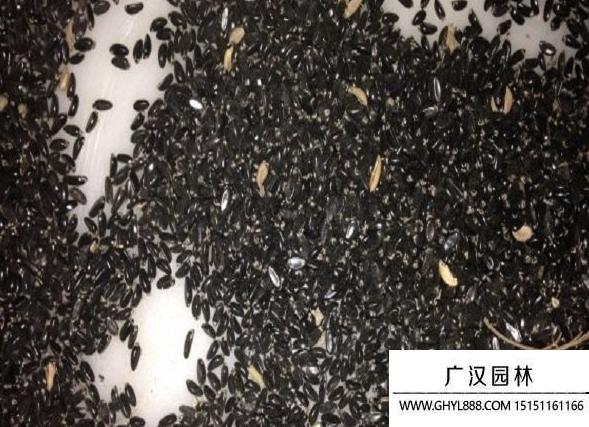 黃楊種子 黃楊種子