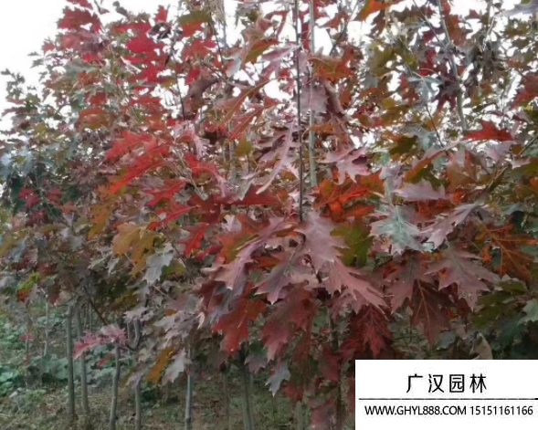 歐洲紅櫟