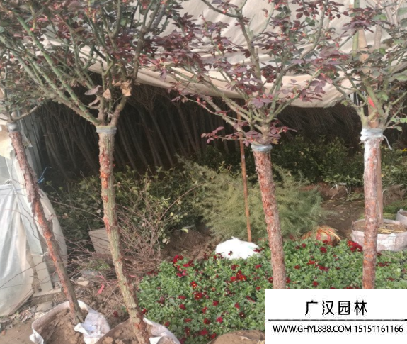 樹狀月季 樹狀月季