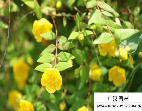 金絲梅 金絲梅