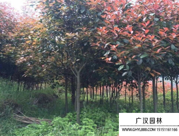 獨(dú)桿石楠 獨(dú)桿石楠