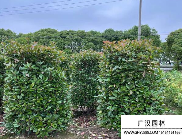 紅葉石楠柱 紅葉石楠柱