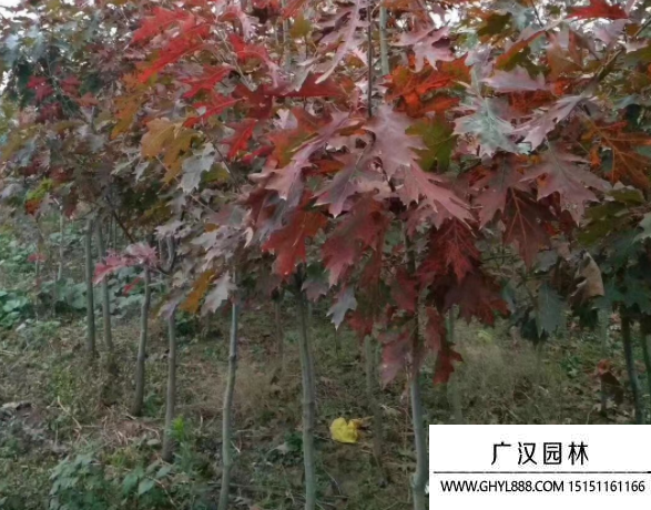 歐洲紅櫟 歐洲紅櫟