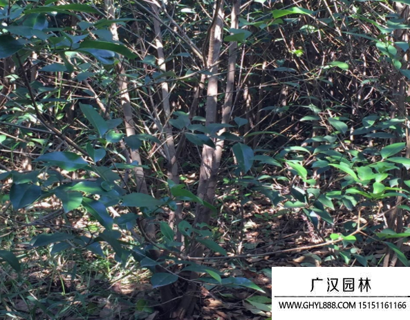 叢生大葉女貞 叢生大葉女貞