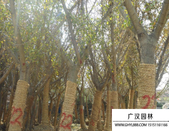 嫁接銀杏 嫁接銀杏