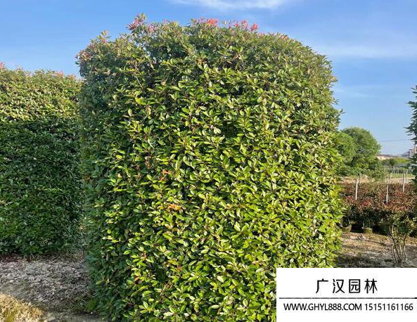 紅葉石楠柱 紅葉石楠柱