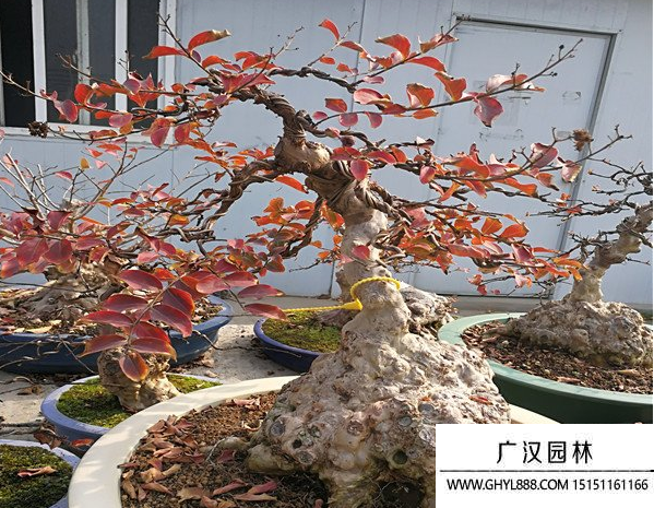 紫薇盆景 紫薇盆景