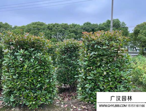 紅葉石楠柱 紅葉石楠柱