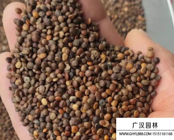 鹽膚木種子 鹽膚木種子