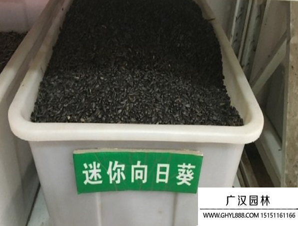 迷你向日葵種子