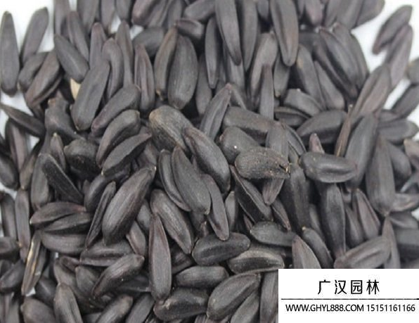 迷你向日葵種子