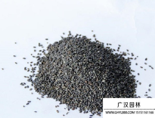 鼠尾草種子 鼠尾草種子