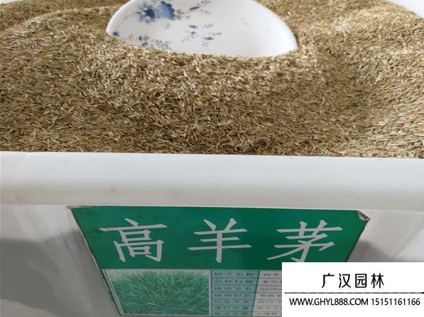 高羊茅種子 高羊茅種子