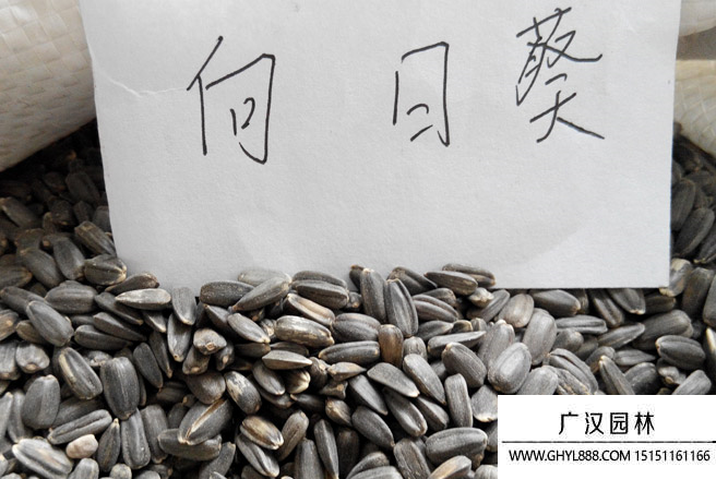 矮大頭向日葵種子