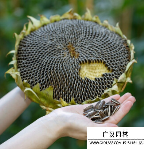 矮桿大籽粒向日葵 矮桿大籽粒向日葵