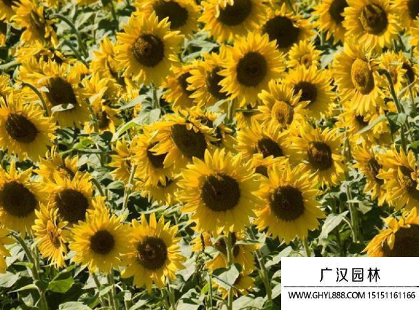 矮桿大籽粒向日葵 矮桿大籽粒向日葵