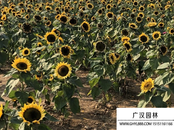 矮桿大籽粒向日葵 矮桿大籽粒向日葵