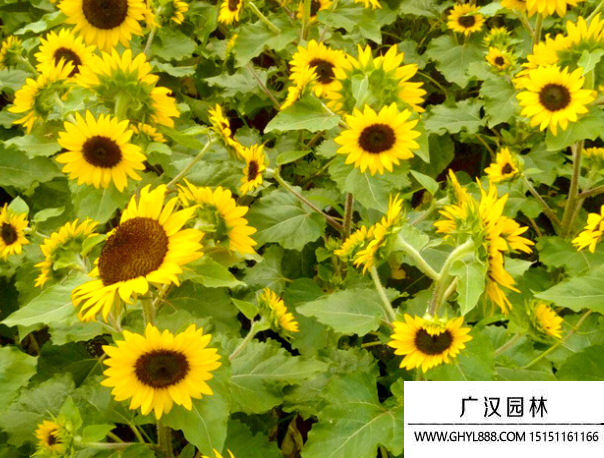 矮頭向日葵 矮頭向日葵