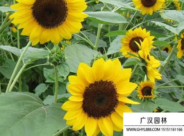 矮頭向日葵 矮頭向日葵