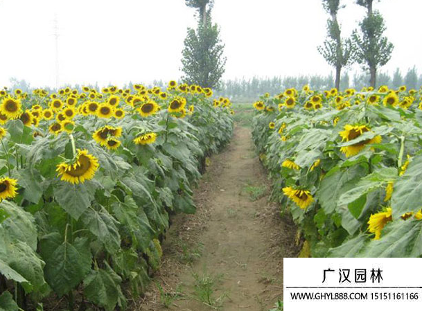 矮頭向日葵 矮頭向日葵