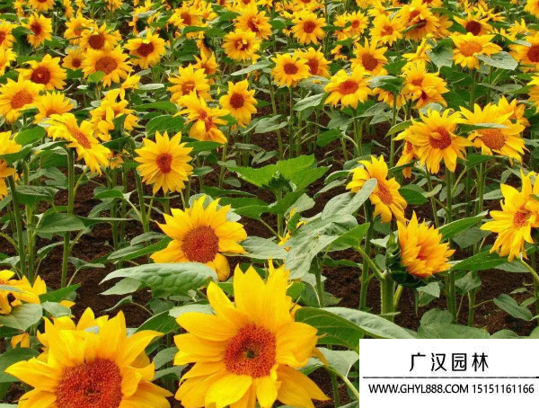 美國矮大頭向日葵 美國矮大頭向日葵