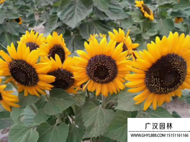 多頭向日葵 多頭向日葵